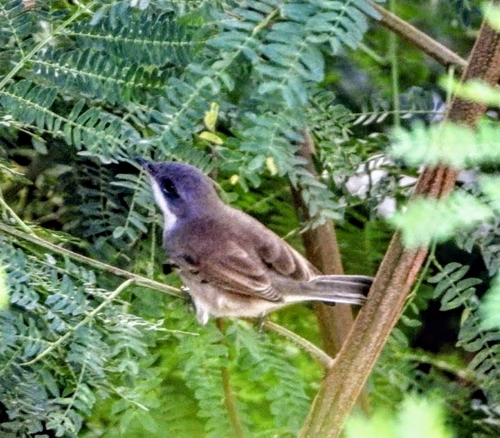Lesser Whitethroat