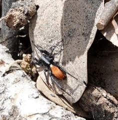 Castianeira occidens