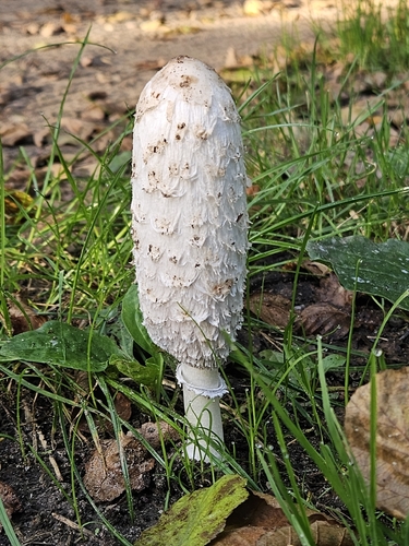 Shaggy Mane