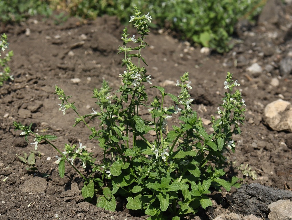 Stachys annua; photograph (c) Tatyana Sova, some rights reserved (CC BY)