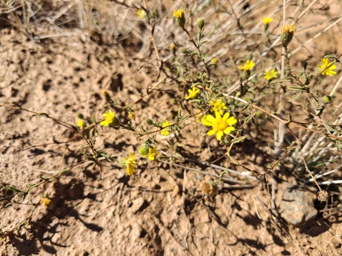Spanish False Fleabane