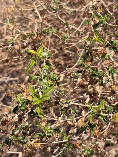 button brittlebush
