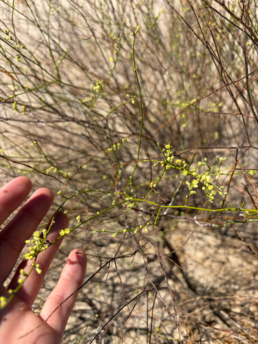 Colorado Desert Wild Buckwheat