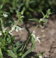 Stachys annua
