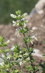 (c) Tatyana Sova, some rights reserved (CC BY) Stachys annua, photograph (c) Tatyana Sova, some rights reserved (CC BY)