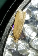 Autosticha kyotensis