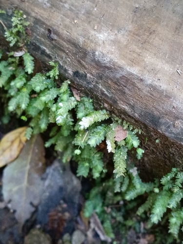 Mesochaete undulata observed 2026-09-19