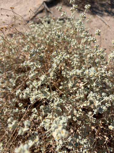Arizona honeysweet