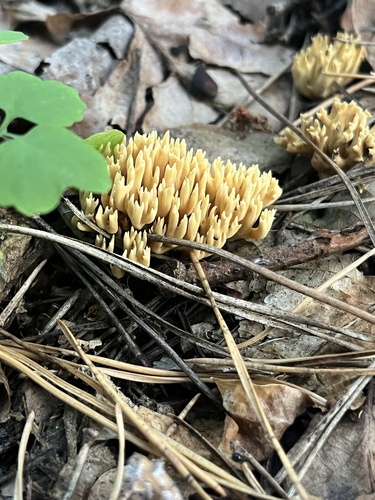 Phaeoclavulina eumorpha