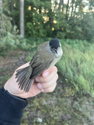 Eurasian Blackcap