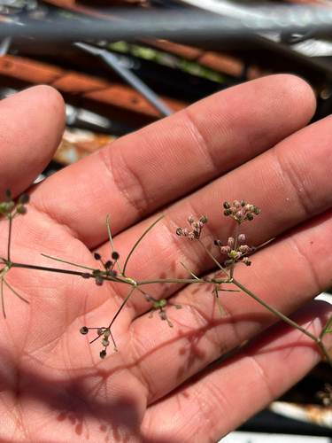 Cyclospermum leptophyllum observed 2026-09-16