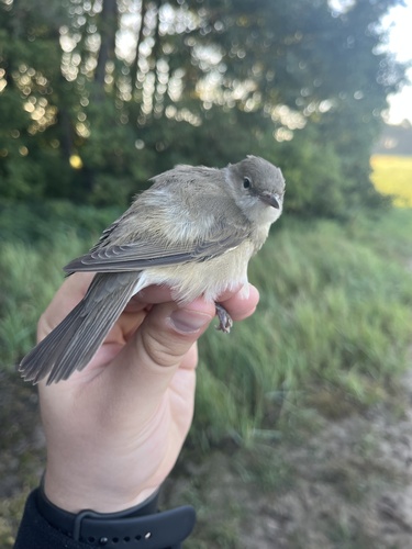 Garden Warbler