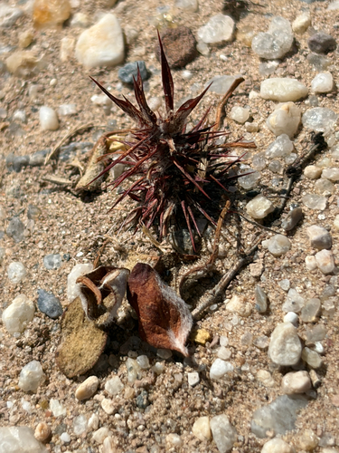 Devil's Spineflower