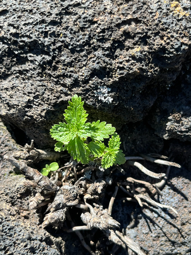 Urtica observed 2026-09-16