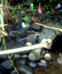 Heliocypha fenestrata