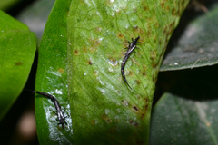 Gigantothrips elegans