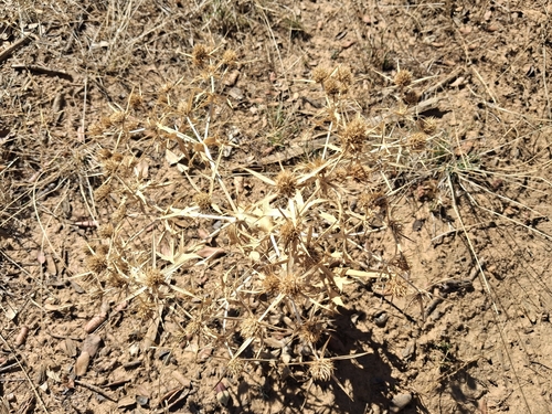Field Eryngo