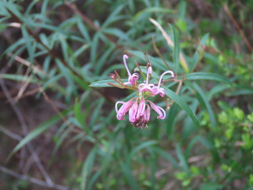 Grevillea sericea, photograph 4