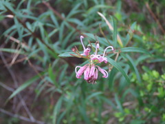 (c) ian_mcallan, some rights reserved (CC BY) Grevillea sericea, photograph (c) ian_mcallan, some rights reserved (CC BY)
