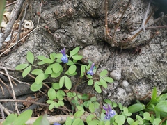 Corydalis ambigua