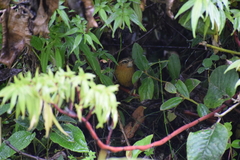 Pheugopedius euophrys