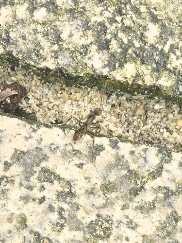 Bornean Queenless Ant