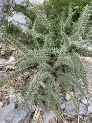 Cirsium eatonii clokeyi