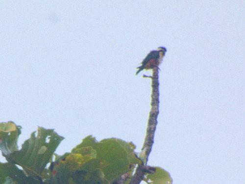 Collared Falconet