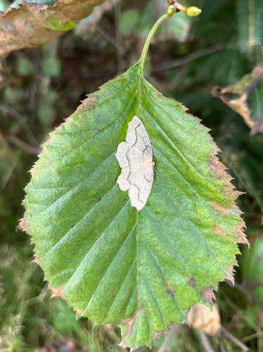 Hemlock Looper Moth