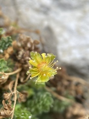 Ivesia jaegeri