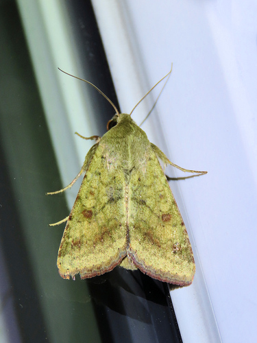 Cotton Bollworm Moth