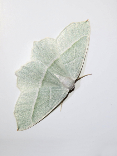 Light Emerald