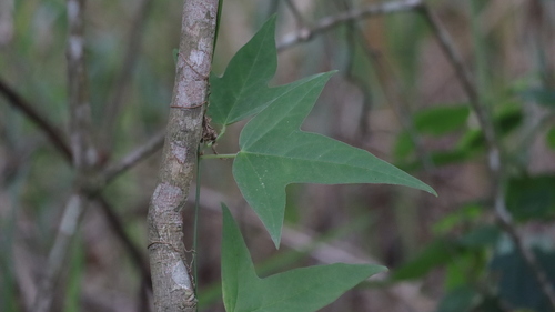 Passiflora suberosa