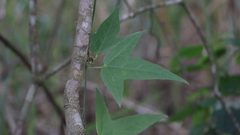 Passiflora suberosa