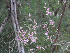 Eriostemon australasius, photograph (c) ian_mcallan, some rights reserved (CC BY)