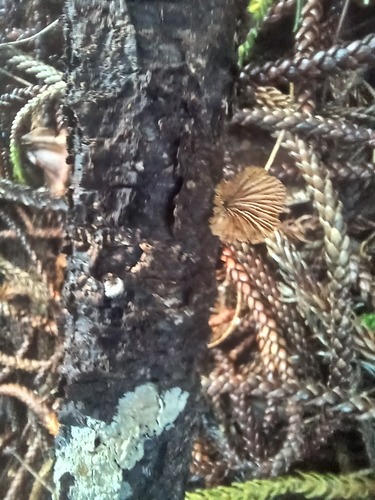 Schizophyllum radiatum, 2026-09-18