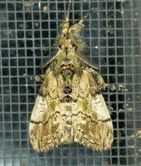 Dasychira meridionalis