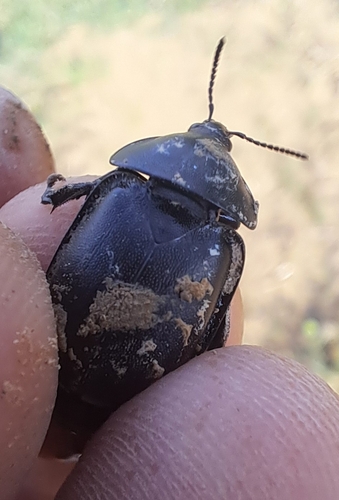 Smooth Carrion-beetle