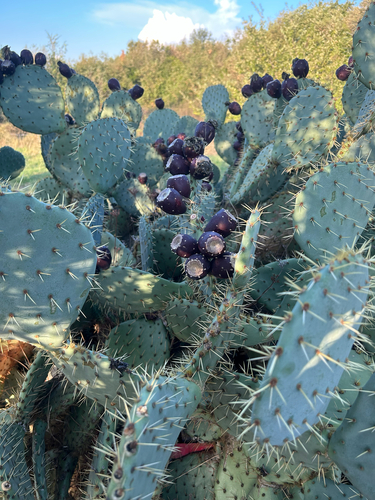 Western Pricklypear