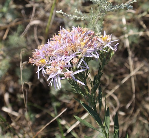 Galatella sedifolia, photograph 1
