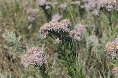 Galatella sedifolia