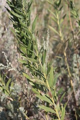 (c) Tatyana Sova, some rights reserved (CC BY) Galatella sedifolia, photograph (c) Tatyana Sova, some rights reserved (CC BY)