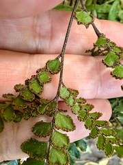 Adiantum hispidulum, photograph (c) Tom Beard, some rights reserved (CC BY)