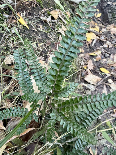 Adiantum hispidulum, photograph 5