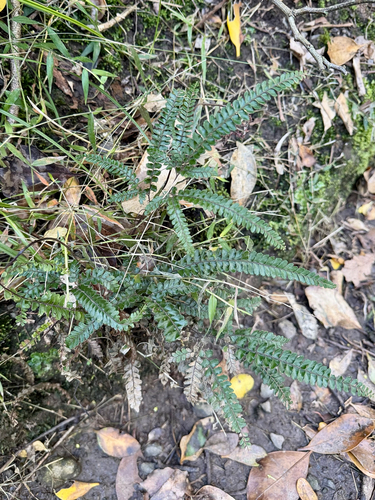 Adiantum hispidulum, photograph 6