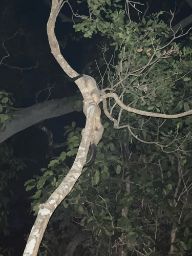 Common Brushtail Possum
