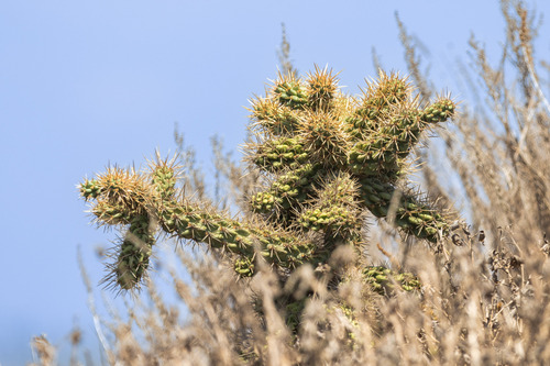 Cylindropuntia prolifera, photograph 2