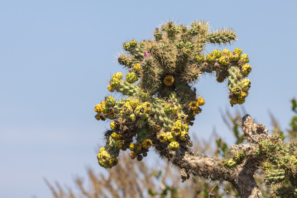 Cylindropuntia prolifera; photograph (c) Gavin Skeen, some rights reserved (CC BY)