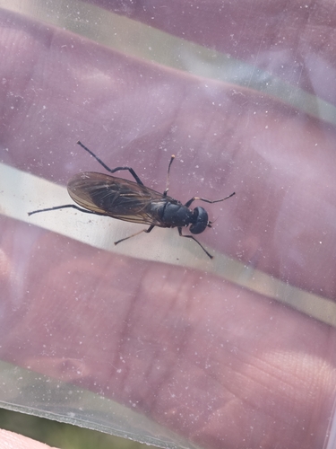 Ptecticus japonicus