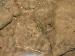 Procambarus ruthveni